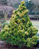 Dwarf Golden Hinoki Cypress