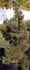 Slit Rock Cypress